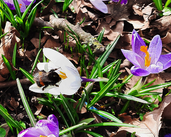 Nature photos taken on a smartphone can be among the best