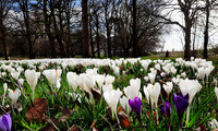 Early Spring photographed on a smartphone