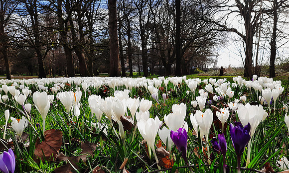 Early Spring photographed on a smartphone