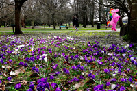 A crocus bed in Cardiff (and spot the unicorn!)