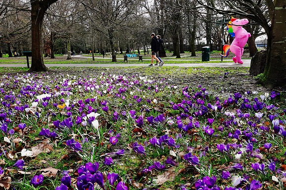 A crocus bed in Cardiff (and spot the unicorn!)