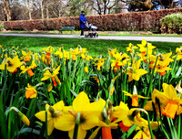 The national flower of Wales, the daffodil taken on a mobile phone