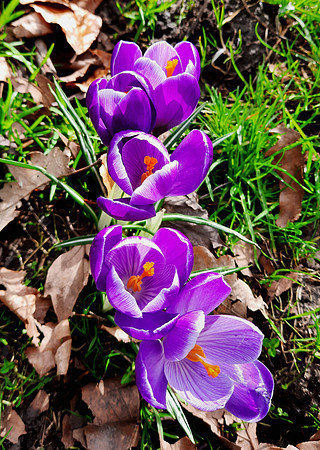 Colourful flowers in a Cardiff park taken on a smartphone