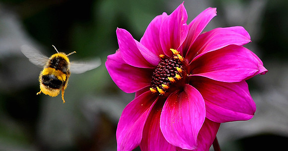 A Bee at The National Botanic Garden of Wales