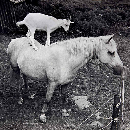 The horse and goat who share a field together