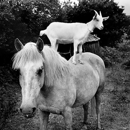 The horse and goat who share a field together_03