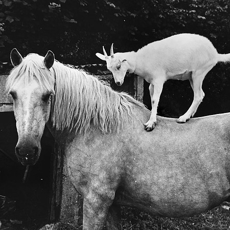 The horse and goat who share a field together_02
