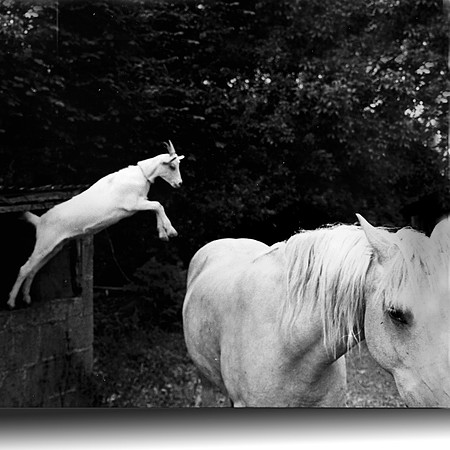 The horse and goat who share a field together_05